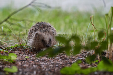 Junger Igel im Herbst	