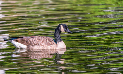Canada goose swimming in the pond
