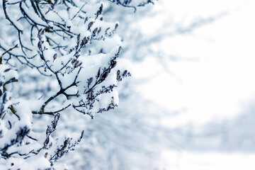 Winter view with snow-covered tree branches after heavy snowfall
