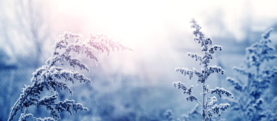 Picturesque winter view with dry plants covered with frost and snow in the morning during sunrise