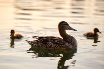 Wild duck family of mother bird and her chicks swimming on lake water at bright sunset. Birdwatching concept