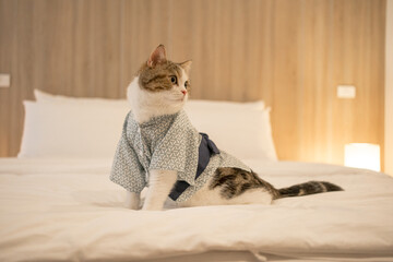 travel japan concept with scottish cat wear japan style cloth