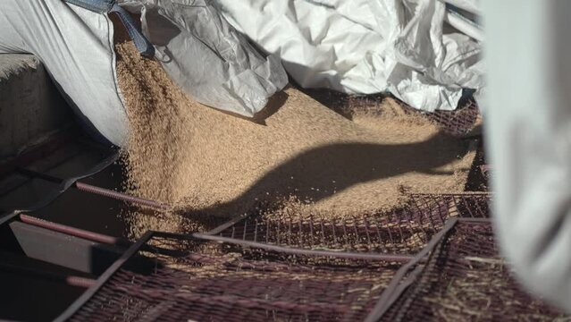 Pouring rice grains to the miller in mill production plant, slow motion