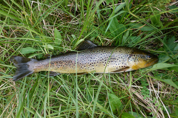 Freshly caught brown trout on the grass in Swedish Lapland.