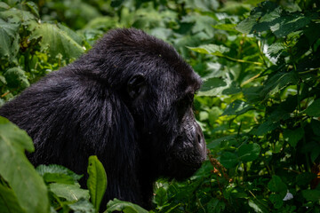 Portrait of a Mountain Gorilla in Bwindi National Forest, Uganda