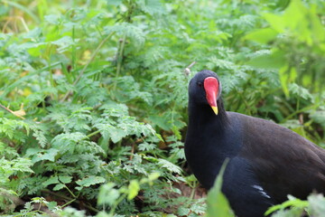 A black duck with a red face and beak
