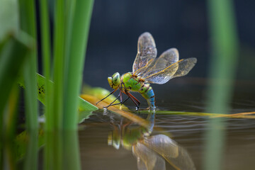 An Emperor dragonfly depositing eggs in a pond