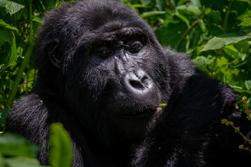 Portrait of a Mountain Gorilla in Bwindi National Forest, Uganda