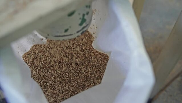 Organic brown rice pouring in packaging sack bag in slow motion. Rice mill production plant