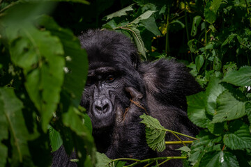 Portrait of a Mountain Gorilla in Bwindi National Forest, Uganda