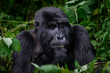 Portrait of a Mountain Gorilla eating in Bwindi National Forest, Uganda
