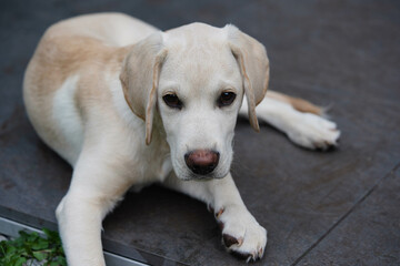cremeweißer Short coated British Labrador Retriever 4 Monate alt