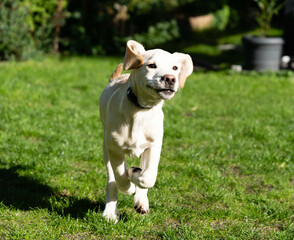 cremeweißer Short coated British Labrador Retriever 4 Monate alt