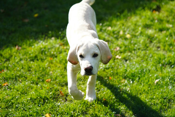 cremeweißer Short coated British Labrador Retriever 4 Monate alt