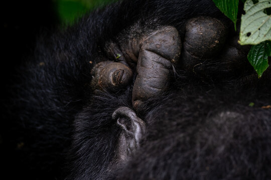 Hand of a Mountain Gorilla in Bwindi National Forest, Uganda