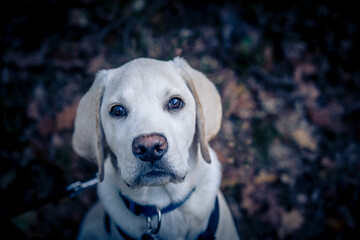 cremeweißer Short coated British Labrador Retriever 4 Monate alt