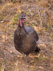 hen turkey in the field