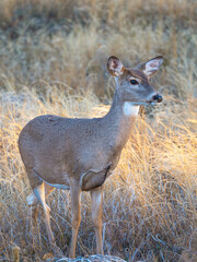 whitetail deer doe in a meadow