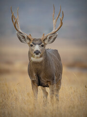 mule deer buck in a meadow