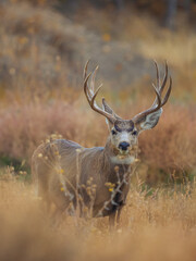 Naklejka na ściany i meble mule deer buck in a meadow
