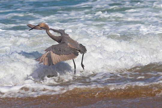 reddish egret dancing in the surf looking for crustations to eat