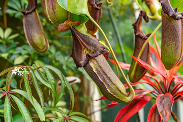 Tropical Pitcher Plant (Nepenthes) at the Conservatory of Flowers in San Francisco's Golden Gate...
