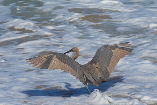 Red egret playing in the surf with it's wings spanned and open
