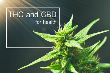 use of THC and CBD in cannabis plants for the health