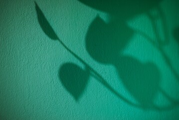Sombra de planta Potus en la pared