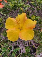 yellow flowers in the garden