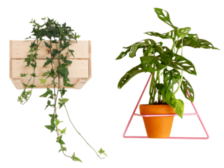 Wall plants decoration. Interior design element.