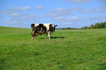 Black and white cow is standing with very large udders filled with milk, it is standing on green meadow and is looking at camera.