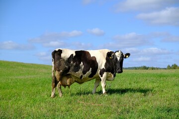 Black and white cow is standing with very large udders filled with milk, it is standing on green meadow and is looking at camera.