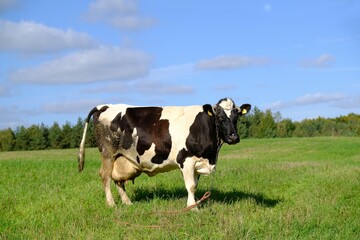 Black and white cow is standing with very large udders filled with milk, it is standing on green meadow and is looking at camera.