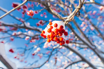 Red ripe rowan berries covered with snow at the beginning of winter