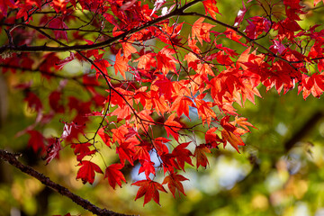 Vibrant Maple Leaves on the Tree, in Autumn