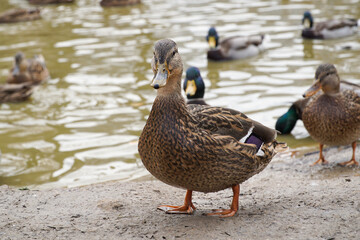 A duck stands on the shore against the backdrop of a pond with other ducks.