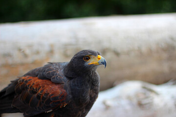 Profilporträt des Bussard vor einem verschwommenen grünen Hintergrund