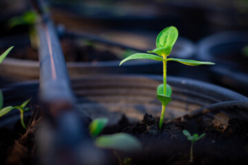 Small sapling. The seedlings grow under sunlight and in ash areas after a fire. Conservation of the environment. World Environment Day.	