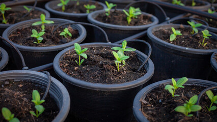 Young green seedlings are growing.