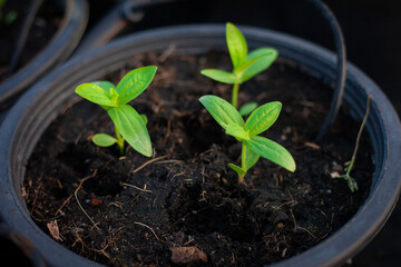 Small sapling. The seedlings grow under sunlight and in ash areas after a fire. Conservation of the...
