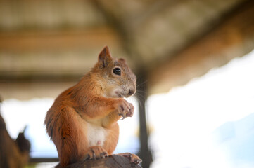Skiurus. Squirrel sits on a branch and gnaws on a nut