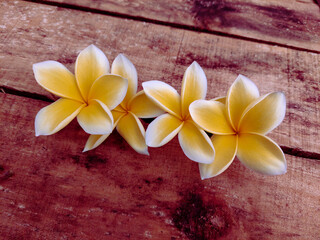 plumeria flowers on wood