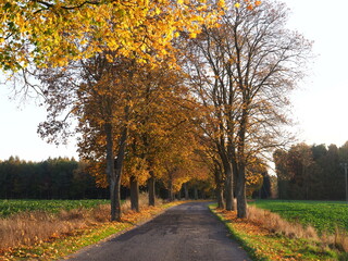 A treelined narrow street rural Poland (North West)