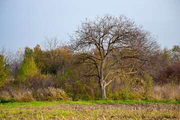 Winter agricultural landscape. Winter agricultural panoramic landscape with fields.