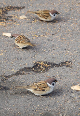 Sparrows on the asphalt peck at wheat grains.