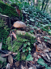 autunno nel bosco