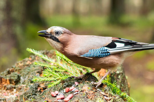 A bird of the genus Jay of the Corvidae family of the Passerine order with bright plumage.