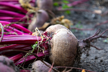 Excavated beets on a farmer's bed.