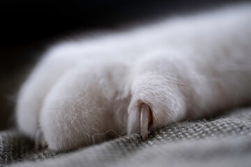 Nails come out from the claws on the paw of a white cat. They grab in a towel. Focus on the nail in front